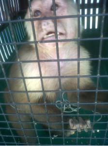 mico maicero foto 2