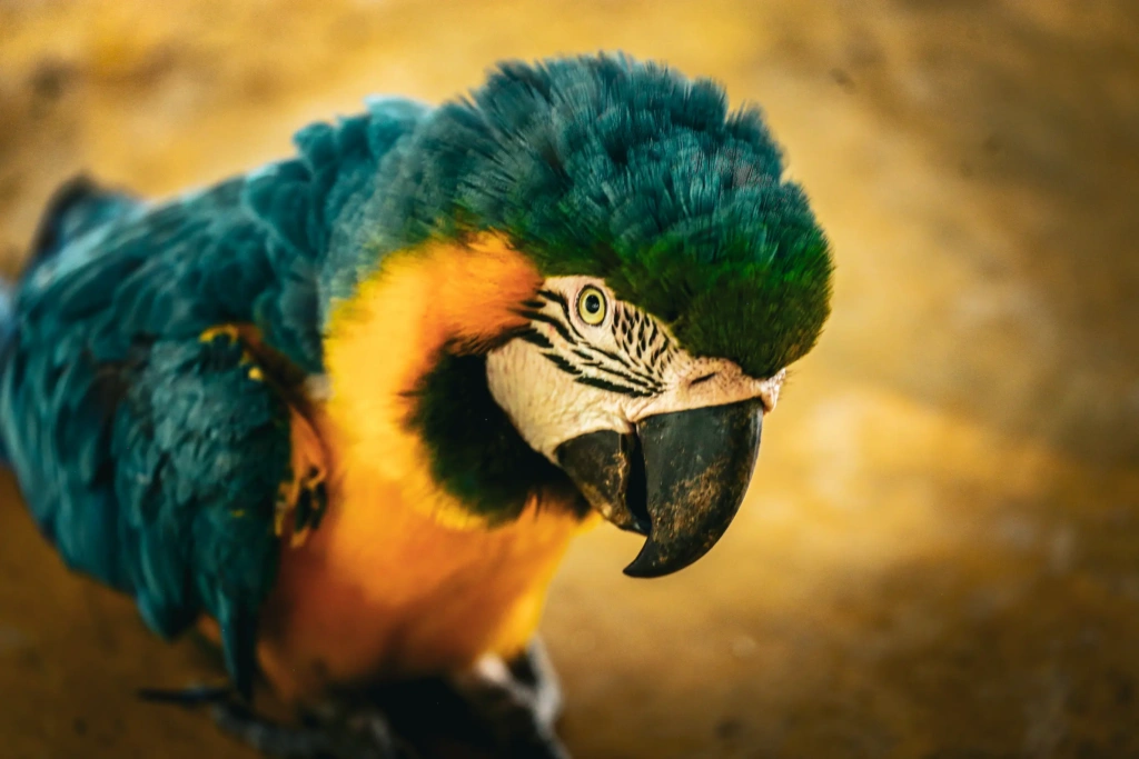 guacamaya azul y amarillo