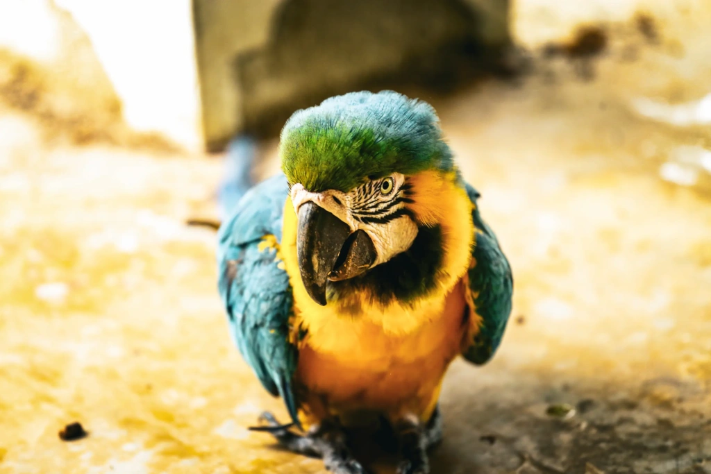 guacamaya_03