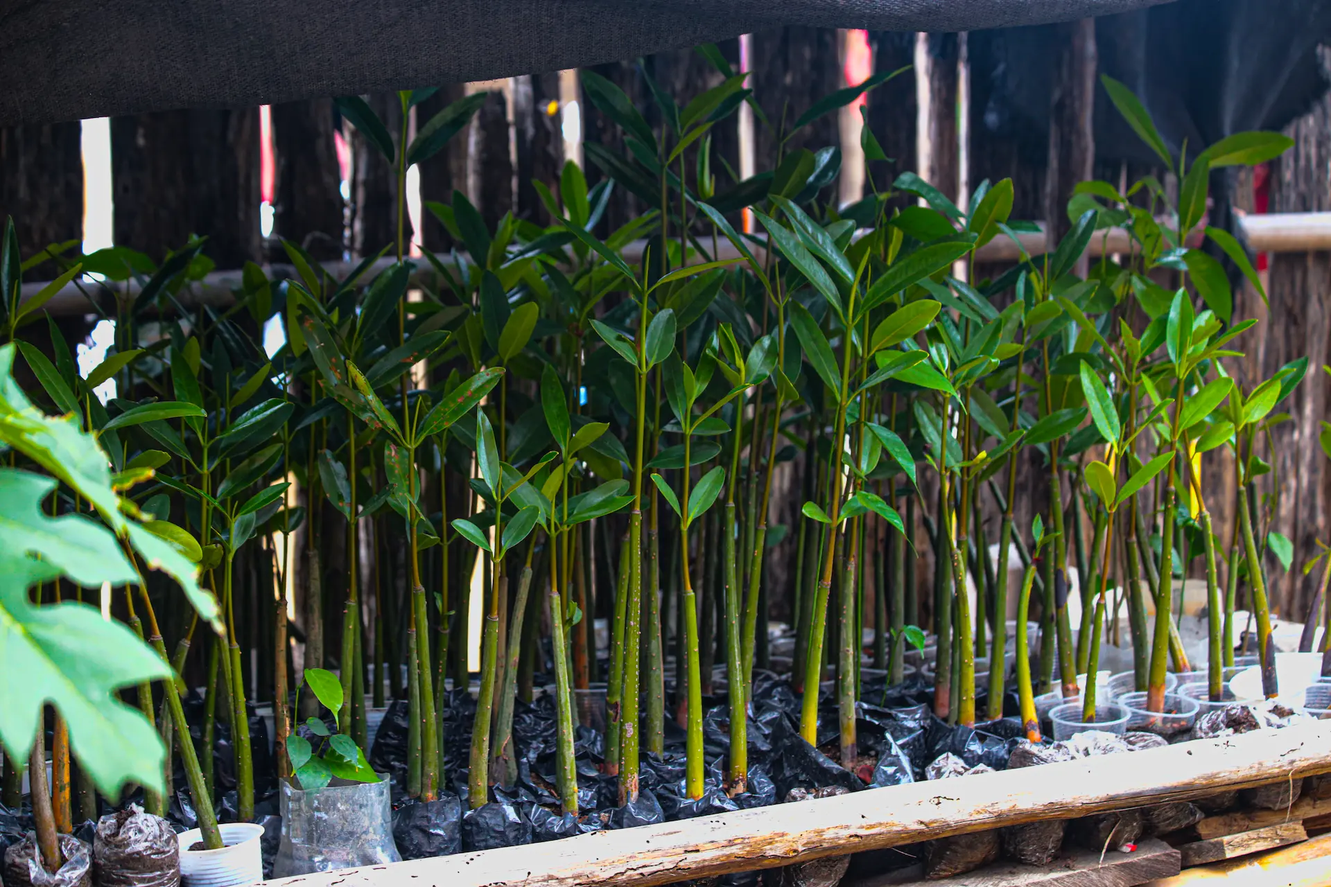 Un denso bosque de manglares en Sucre, Colombia, con sus características raíces aéreas sumergidas en agua y exuberante follaje verde.
