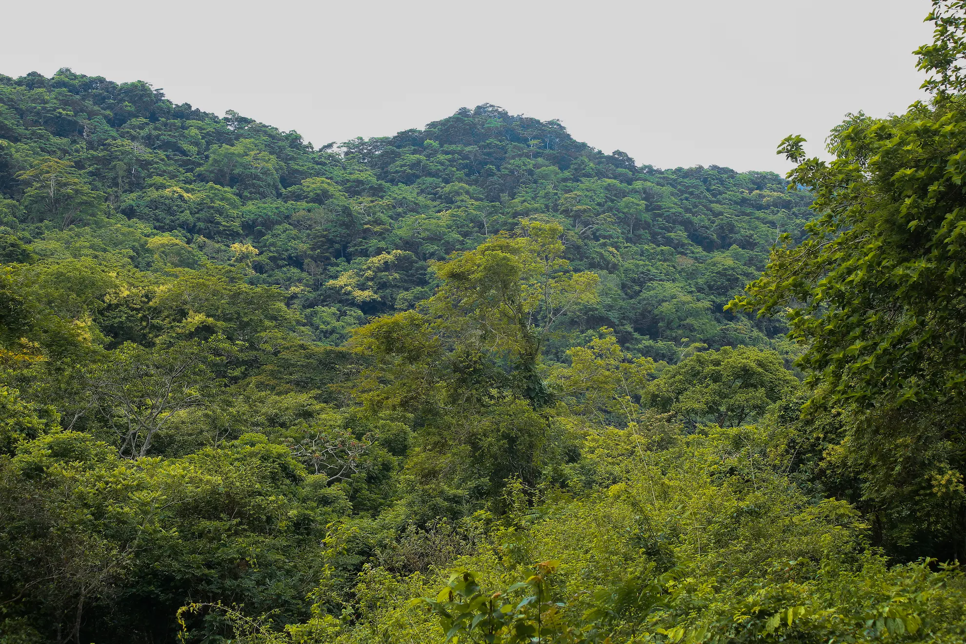 Paisaje verde de los Montes de María con colinas cubiertas de densa vegetación tropical y cielo azul.