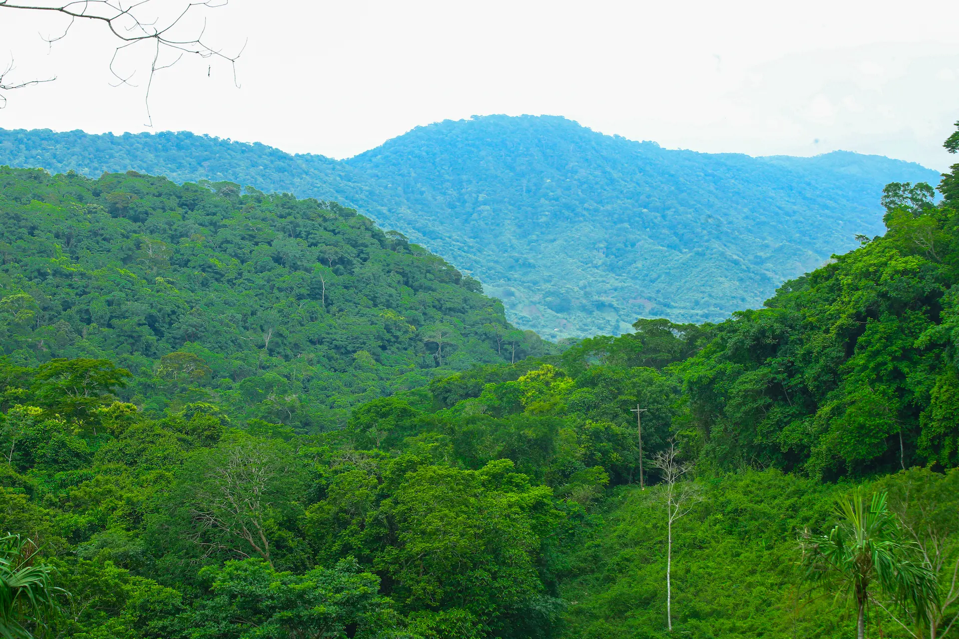 Lujoso paisaje de colinas y vegetación densa en los Montes de María, Sucre, representando un ecosistema vital.