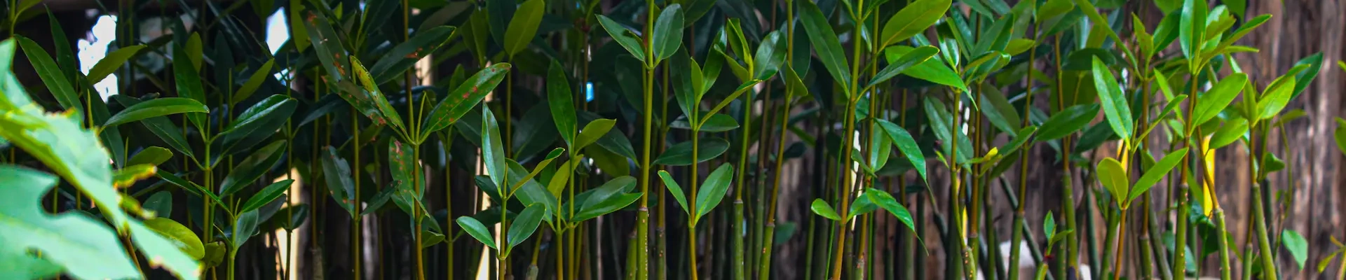 Un denso bosque de manglares en Sucre, Colombia, con sus características raíces aéreas sumergidas en agua y exuberante follaje verde.