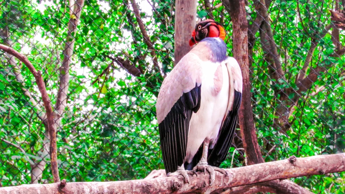 Buitre rey (Sarcoramphus papa) con plumaje blanco y cabeza vibrante, posado en la naturaleza.