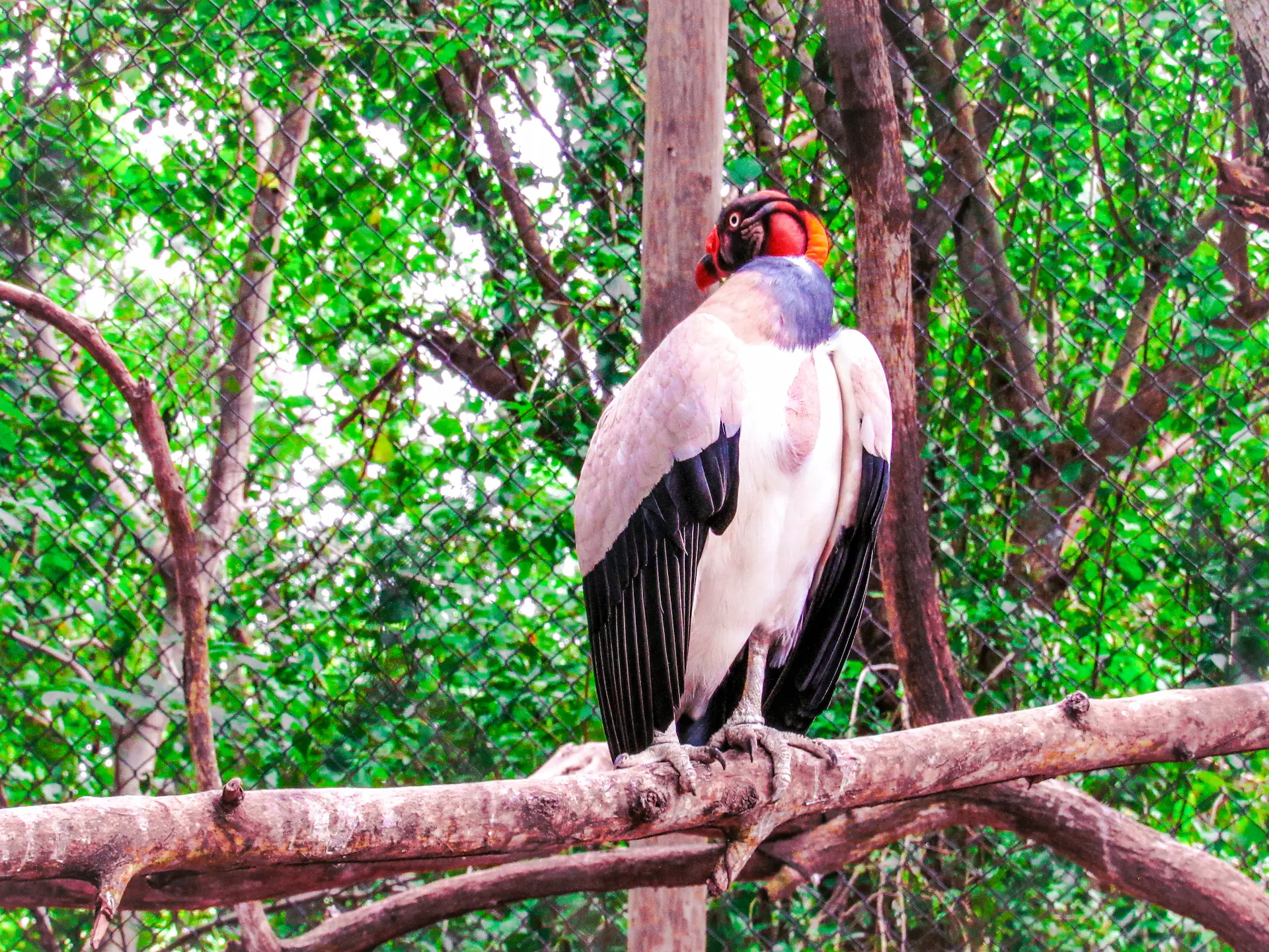 Buitre rey (Sarcoramphus papa) con plumaje blanco y cabeza vibrante, posado en la naturaleza.