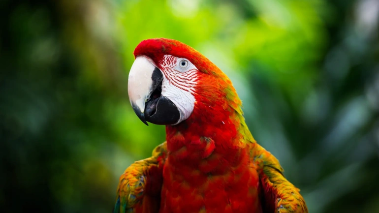 Guacamaya de colores vibrantes (rojo, azul y amarillo) posada en una rama de árbol en su hábitat natural, mirando hacia la izquierda.