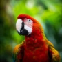 Guacamayas en Colombia: Preservación de vida en colores