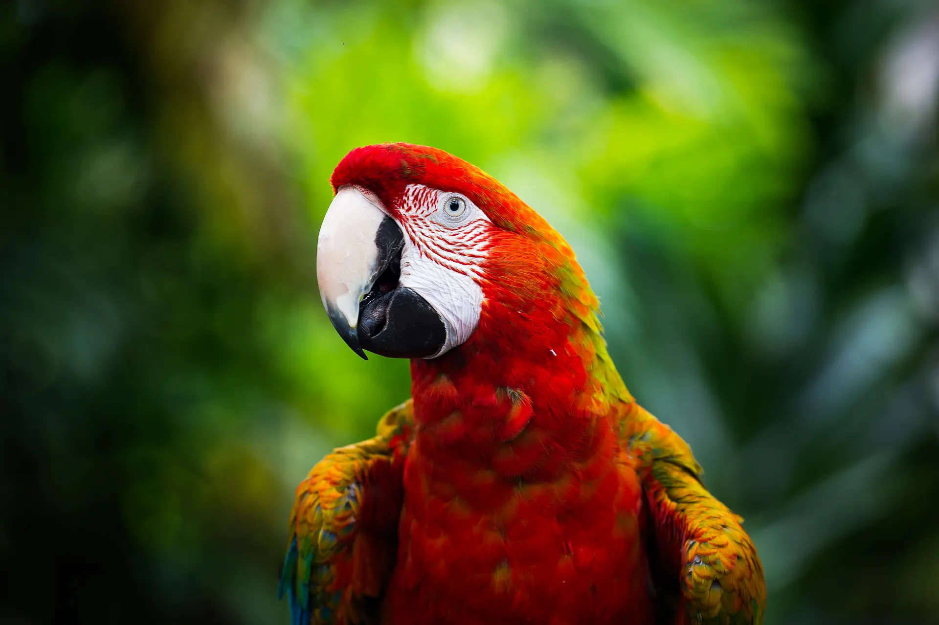 Guacamaya de colores vibrantes (rojo, azul y amarillo) posada en una rama de árbol en su hábitat natural, mirando hacia la izquierda.