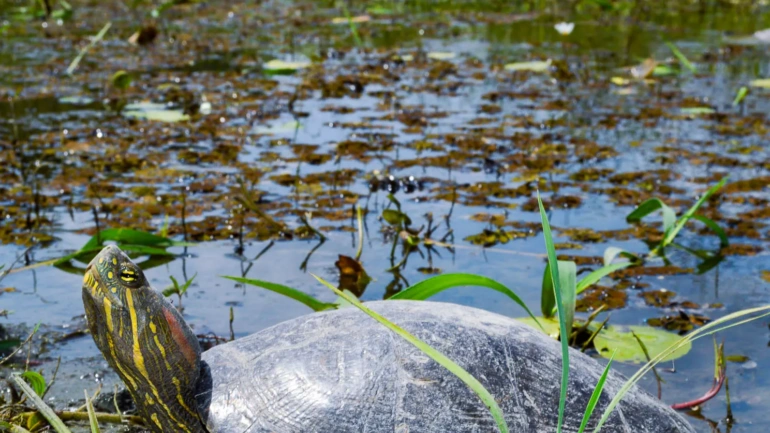Icotea (tortuga de río, Trachemys scripta callirostris) nadando en un cuerpo de agua dulce en Sucre, Colombia.