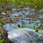 La Hicotea: un símbolo amenazado en el Caribe colombiano