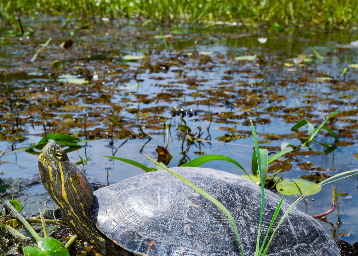 Icotea (tortuga de río, Trachemys scripta callirostris) nadando en un cuerpo de agua dulce en Sucre, Colombia.