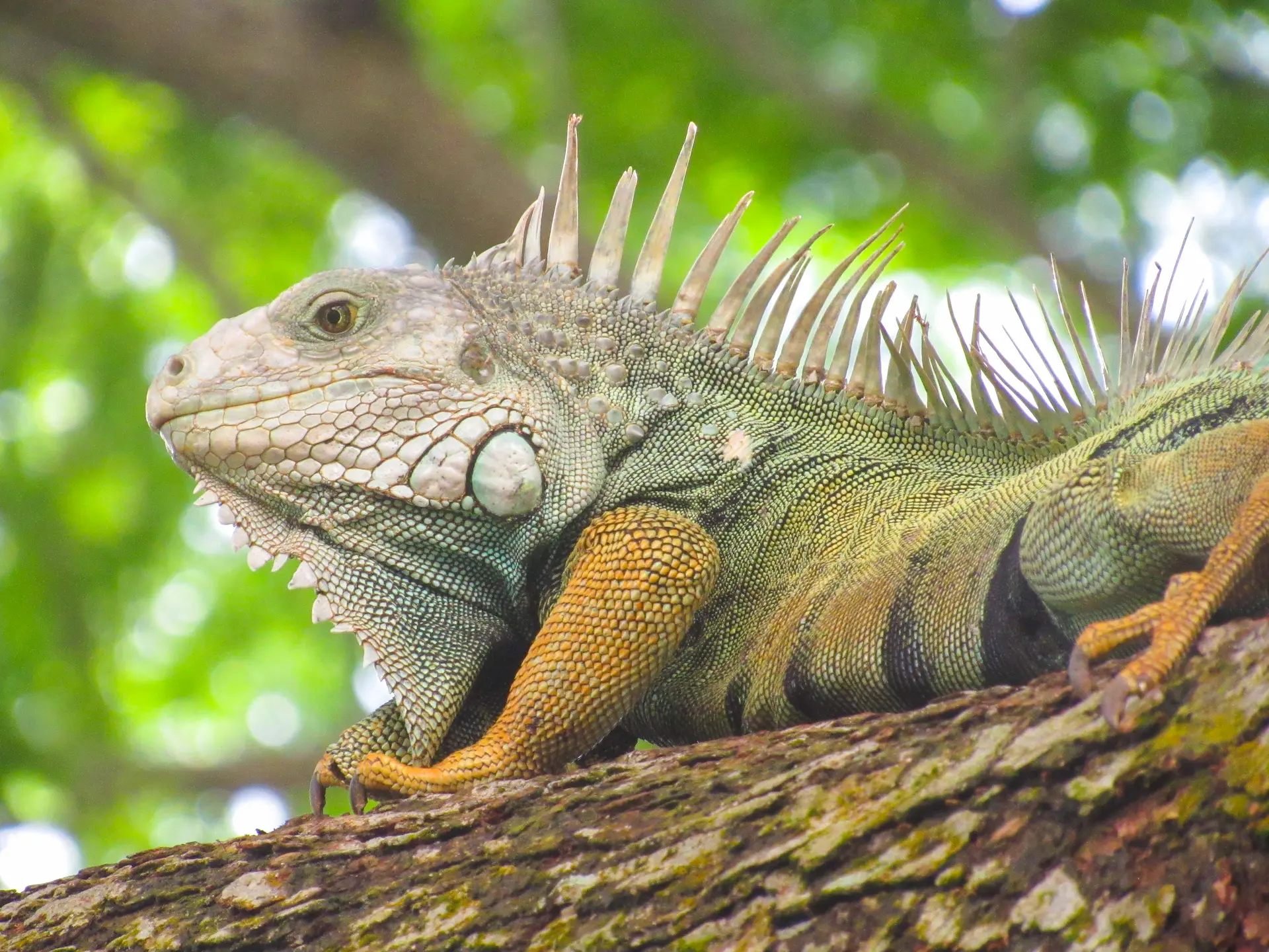 Primer plano de una iguana verde con piel escamosa y ojo amarillo, posada sobre una rama.