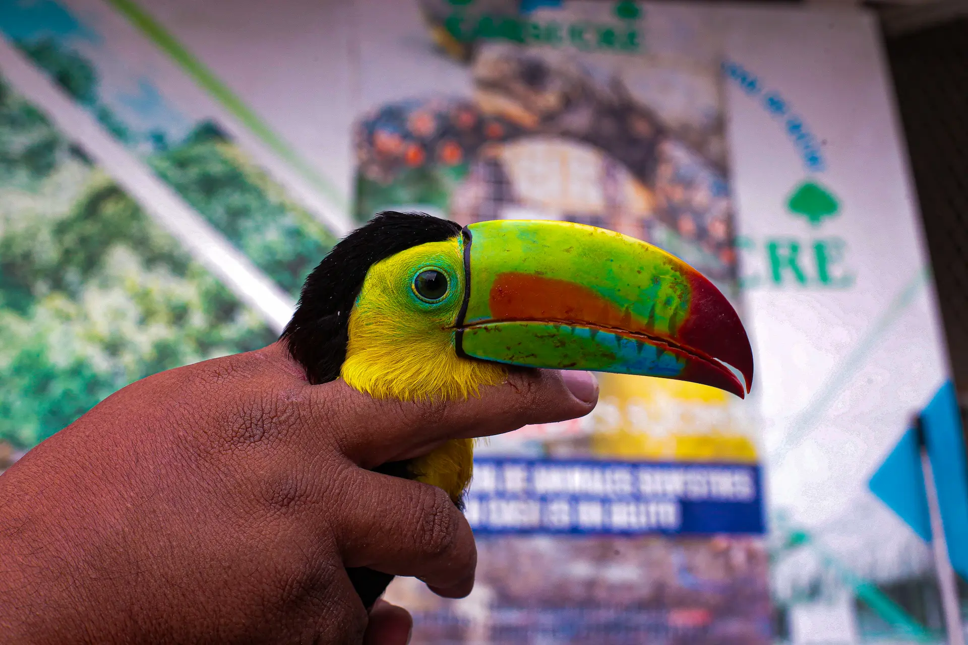 Tucán de pico grande y colores vibrantes (amarillo, naranja, negro) posado en una rama de árbol, con follaje verde de fondo. Simboliza la biodiversidad tropical.